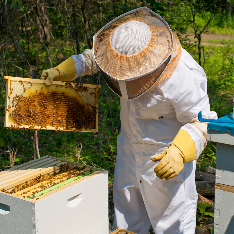 Beekeeping