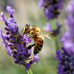 Infused Lavender Honey